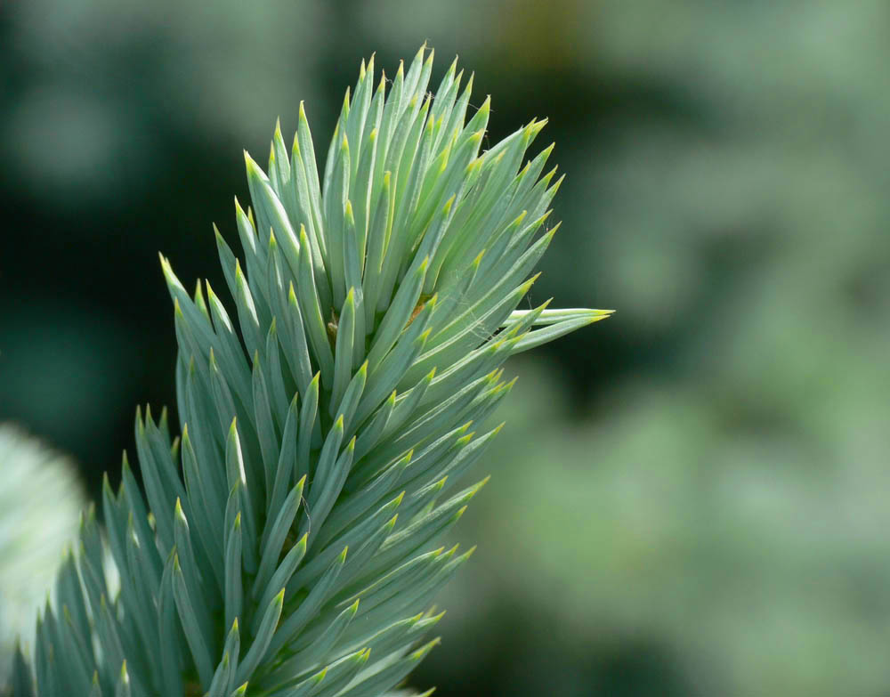 Baby Blue Spruce.jpg