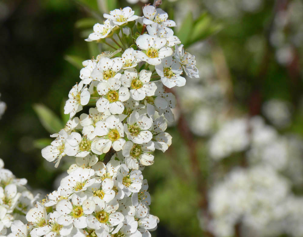 Bridal Wreath Spirea.jpg