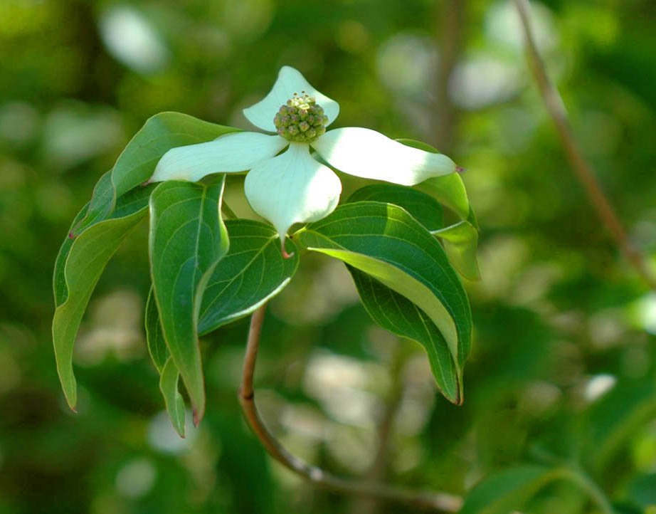 Chinese Flowering Dogwood.jpg