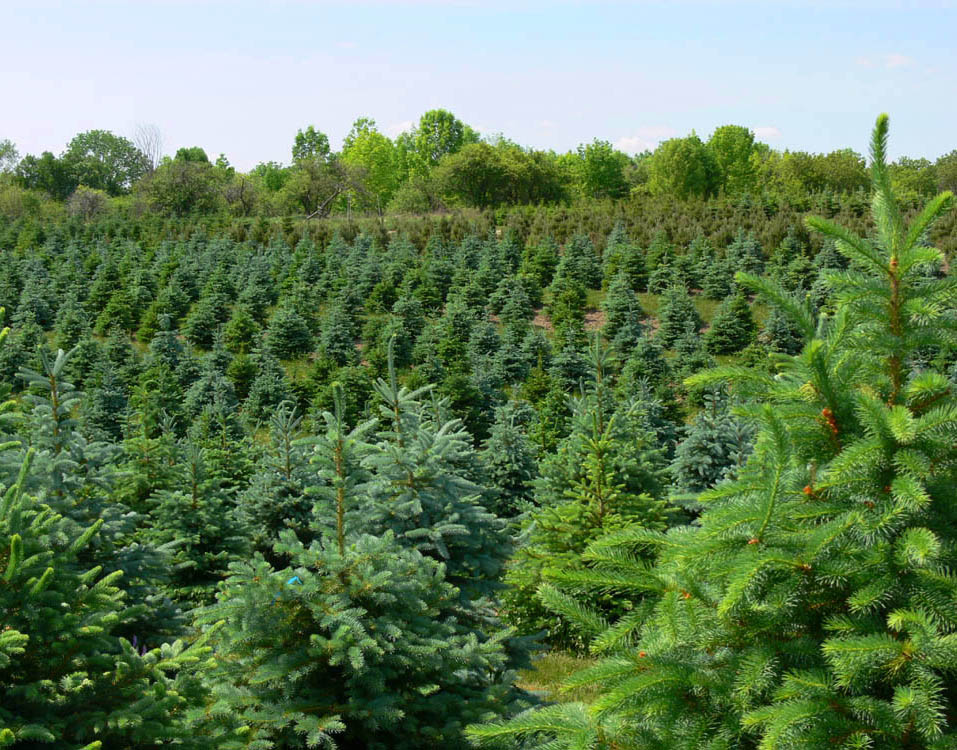 Colorado Spruce.jpg