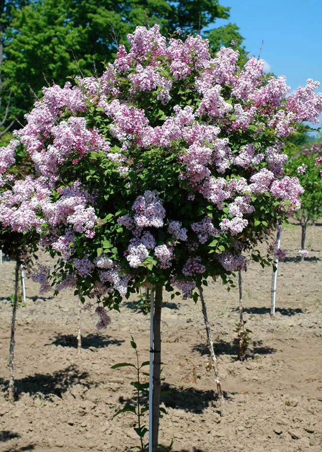 Dwarf Korean Lilac Standard.jpg