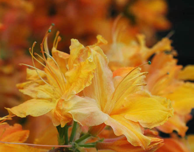 Golden Lights Azalea.jpg