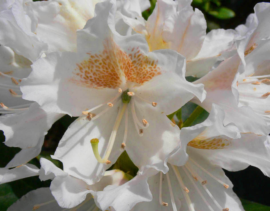 Northern High-Lights Azalea.jpg