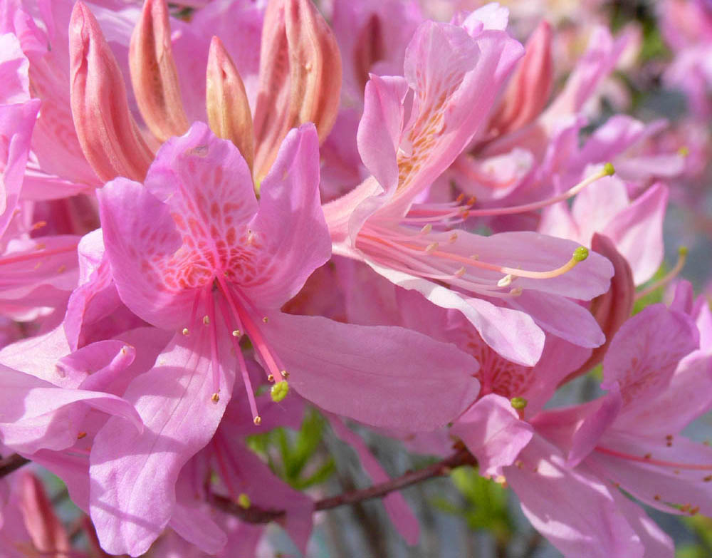 Orchid Lights Azalea.jpg