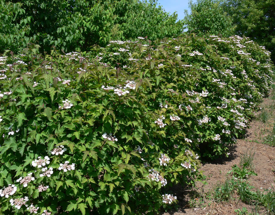 Onondagoa Viburnum.jpg