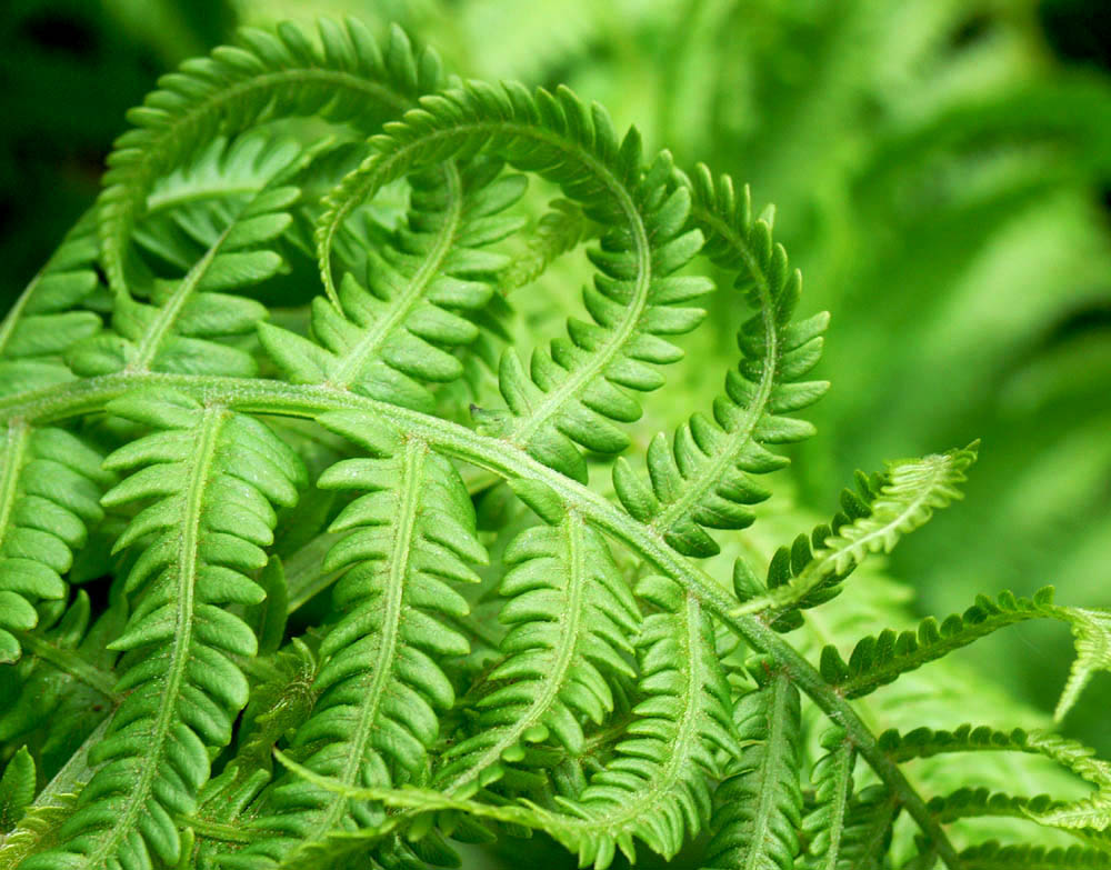 Ostrich Fern.jpg