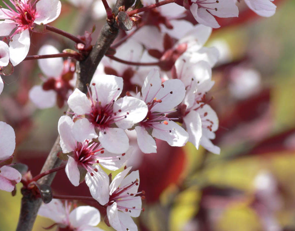 Purple Leaf Sandcherry.jpg