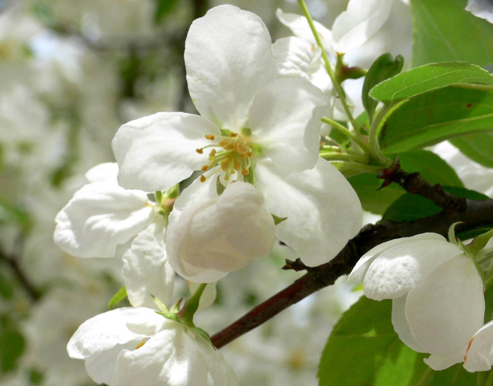 White Crabapple.jpg