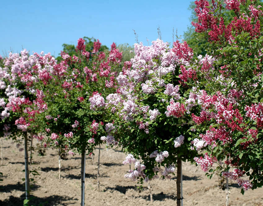 Sugar Plum Fairy and Tinkerbelle Lilacs.jpg