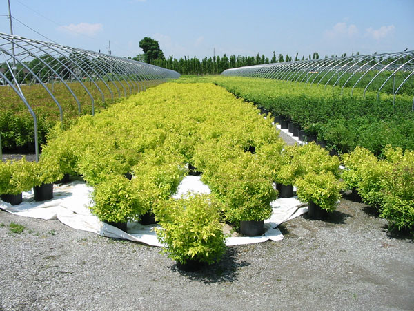 Spiraea-Goldmound-40cm.jpg