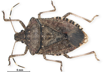 Brown Marmorated Stink Bug